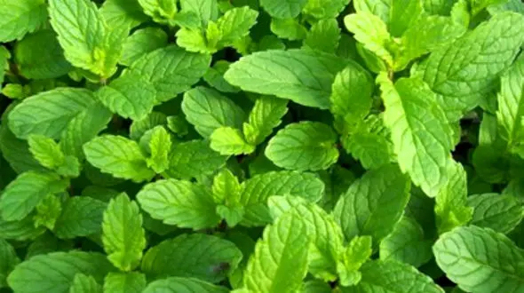 مخلوط موثر برای انهدام تیرگی پوست