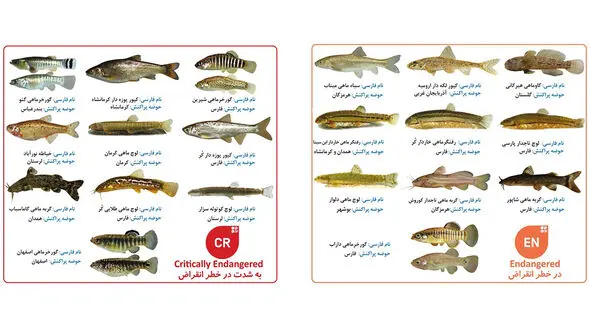 10 گونه از ماهی های اختصاصی ایران در طبقه بندی «به شدت در خطر انقراض» و 18 گونه «در خطر انقراض» قرار دارند / سازمان محیط زیست در خواب! + عکس و جزئیات