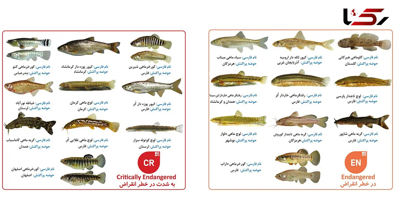10 گونه از ماهی های اختصاصی ایران در طبقه بندی «به شدت در خطر انقراض» و 18 گونه «در خطر انقراض» قرار دارند / سازمان محیط زیست در خواب! + عکس و جزئیات