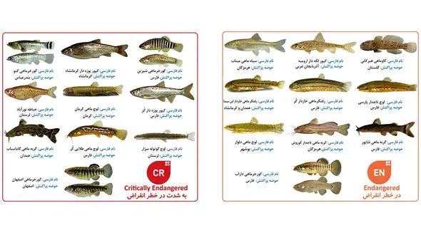 10 گونه از ماهی های اختصاصی ایران در طبقه بندی «به شدت در خطر انقراض» و 18 گونه «در خطر انقراض» قرار دارند / سازمان محیط زیست در خواب! + عکس و جزئیات