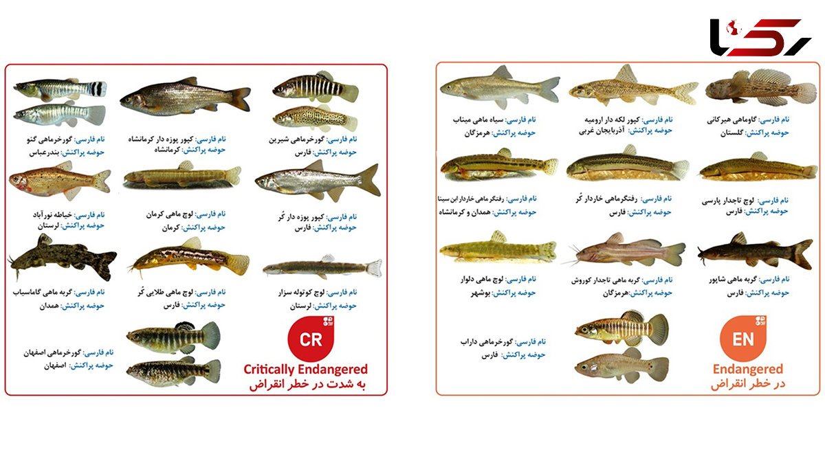 10 گونه از ماهی های اختصاصی ایران در طبقه بندی «به شدت در خطر انقراض» و 18 گونه «در خطر انقراض» قرار دارند / سازمان محیط زیست در خواب! + عکس و جزئیات