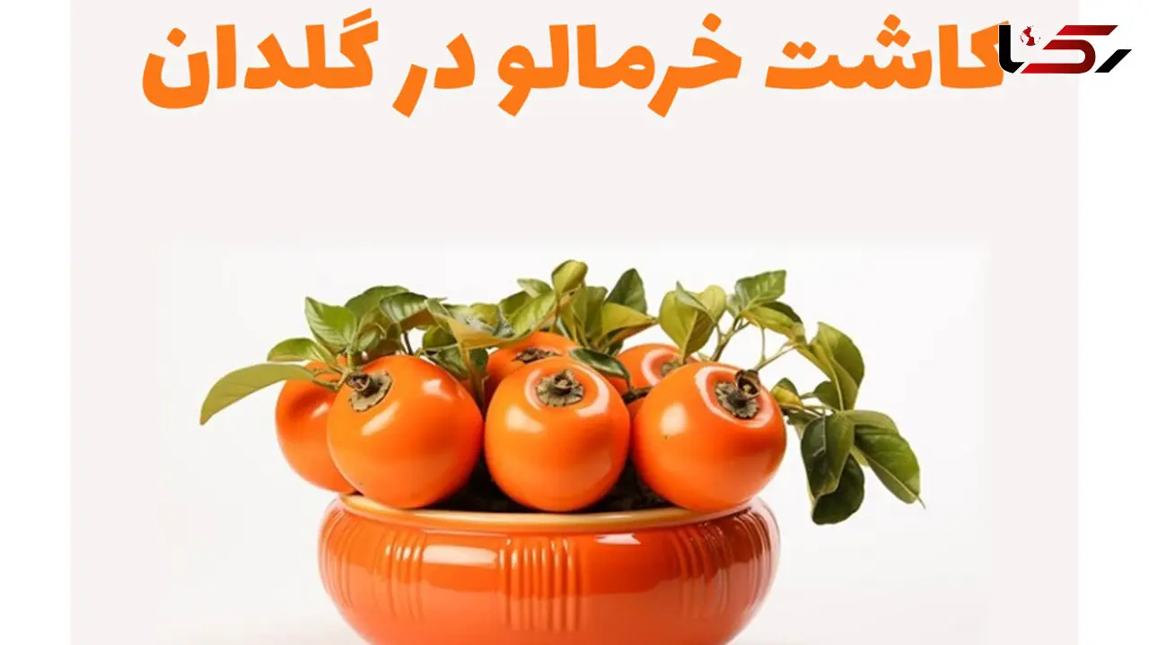 روش کاشت هسته خرمالو