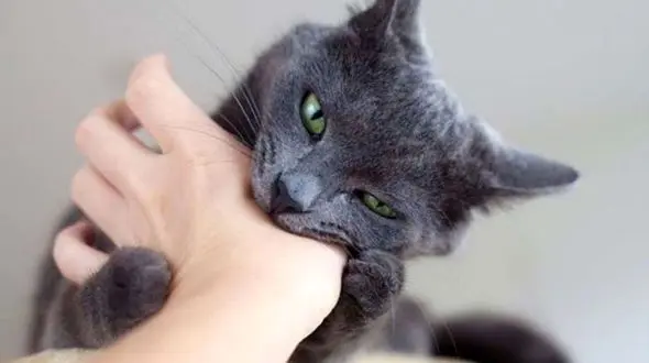 گربه های خانگی جسد صاحبشان را خوردند/ در ماهشهر رخ داد!