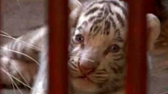 تولد توله ببر سفید در کوبا + فیلم