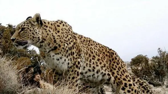  مهمان‌نوازی شکار / تصاویر ثبت‌شده  + فیلم 