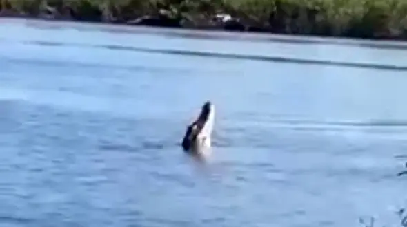 فیلم پرواز باورنکردنی تمساح جنجالش شد!