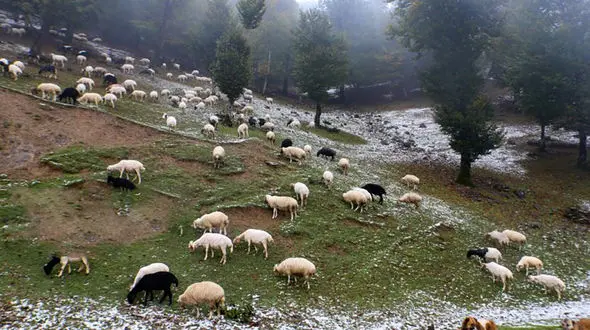 یک چوپان تالشی حین تلاش برای نجات رمه خود از برف، جان باخت + عکس