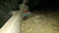 شغال گرفتارشده در حوضچه‌ای در پلدختر از مرگ حتمی نجات یافت + عکس