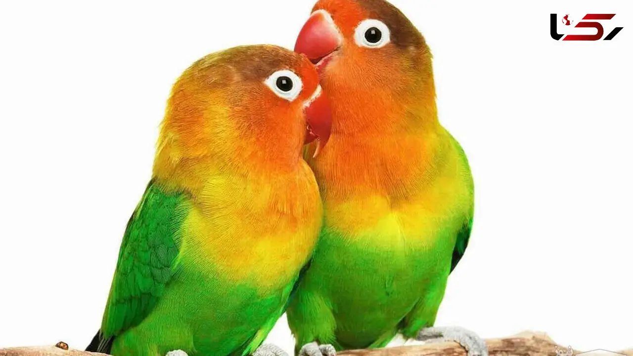آموزش دادن طوطی برزیلی برای صحبت + فیلم
