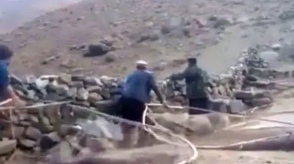 فیلم / صحنه دلخراش شکار بی رحمانه دسته‌های بزرگ گنجشک در افغانستان 