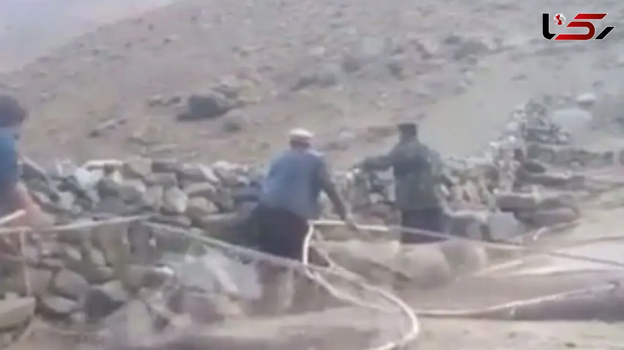 فیلم / صحنه دلخراش شکار بی رحمانه دسته‌های بزرگ گنجشک در افغانستان 