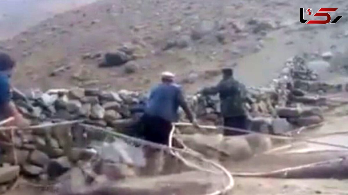 فیلم / صحنه دلخراش شکار بی رحمانه دسته‌های بزرگ گنجشک در افغانستان 