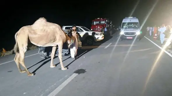 شتر جان مرد 40 ساله را گرفت / جزئیات 2 تصادف با شترها در هرمزگان