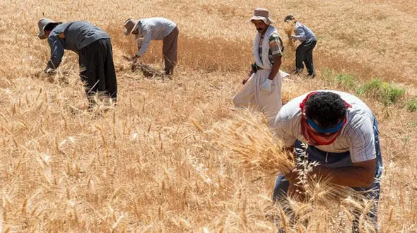  واریز ۱۰۰۰میلیارد ریال دیگر به حساب گندمکاران/ نوبت واریز بعدی طی امروز یا فردا 