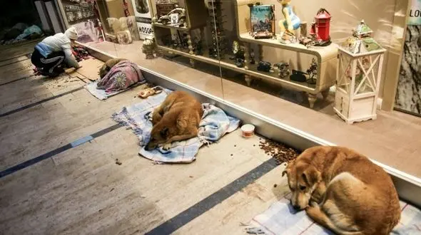 ترک ها روی سگ های ولگرد پتو کشیدند /اقدام جالب در شب سرد توفانی+ گزارش تصویری