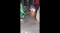 این موش قوی هیکل به زور غذای گربه ها را می گیرد! +فیلم