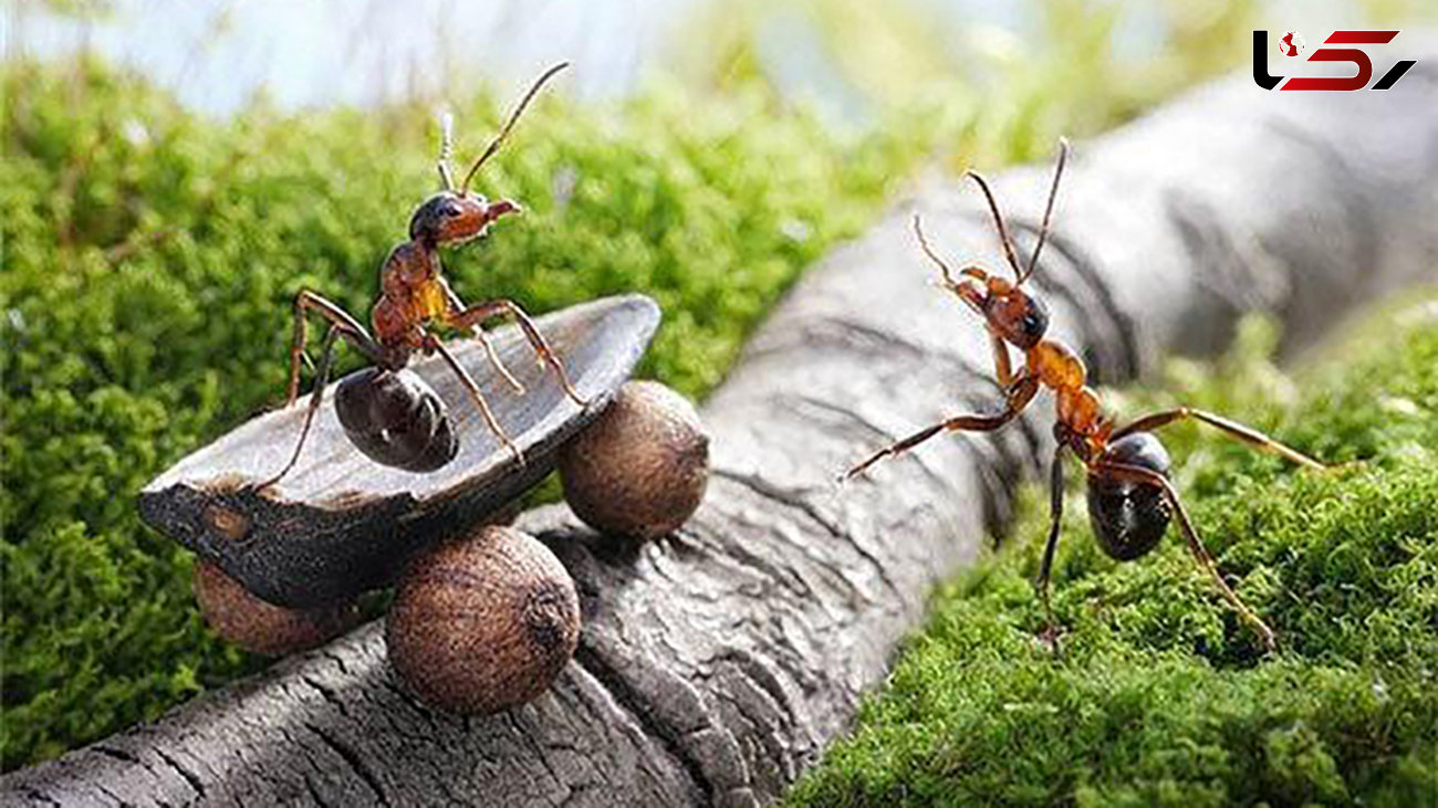 مورچه های کشاورزی که قهوه می کارند +عکس