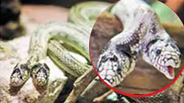 این مار دو سر نامش تام و جری است+ عکس