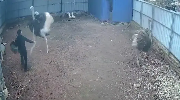 مبارزه تن به تن شتر مرغ و مرد جوان را ببینید + فیلم