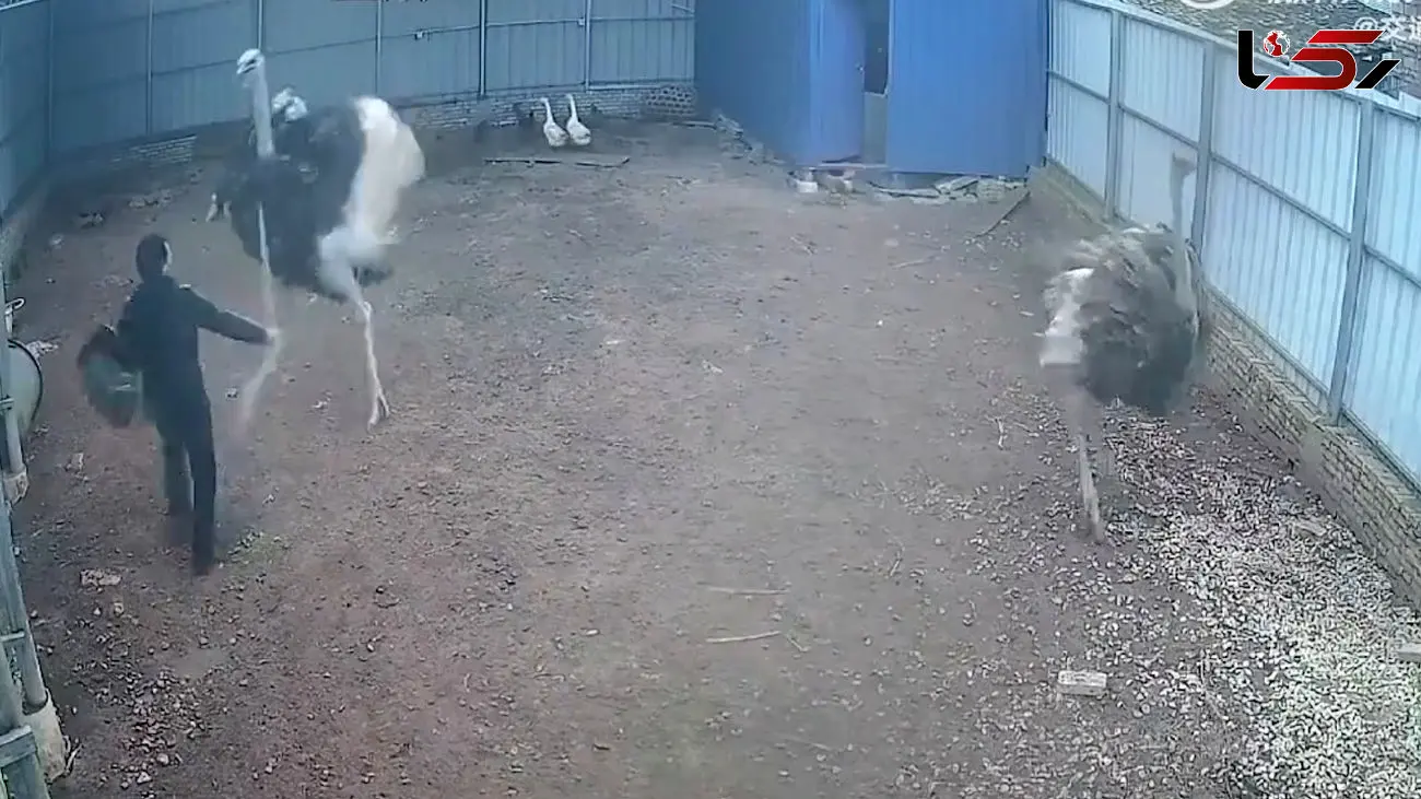 مبارزه تن به تن شتر مرغ و مرد جوان را ببینید + فیلم
