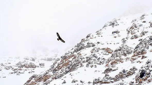 ادامه جستجو برای یافتن اجساد قربانیان هواپیمای آسمان از فردا/ توقف کامل عملیات در صورت تائید نشدن شرایط 