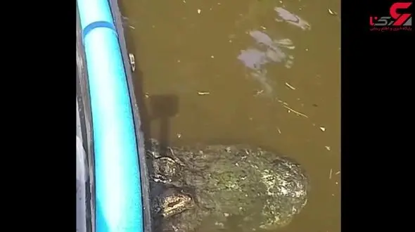نگاه پنهانی کروکودیل به طعمه اش قبل از حمله + فیلم دیدنی