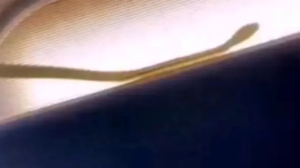 ببینید / حضور مار در داخل هواپیما ایرباس ۳۲۰ ایرآسیا / مسافران وحشت زده شدند + فیلم