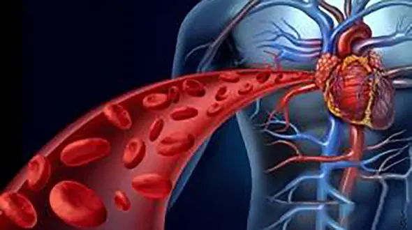 خوراکی های مقوی گردش خون را بشناسید