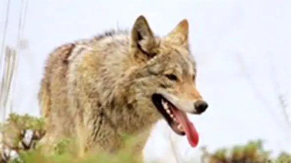 گرگ ها 4 مرد زنجانی را تیکه پاره کردند