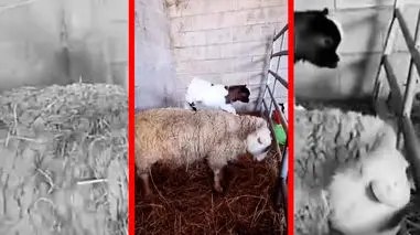 فیلم لحظات بامزه دویدن و پریدن بزغاله ها