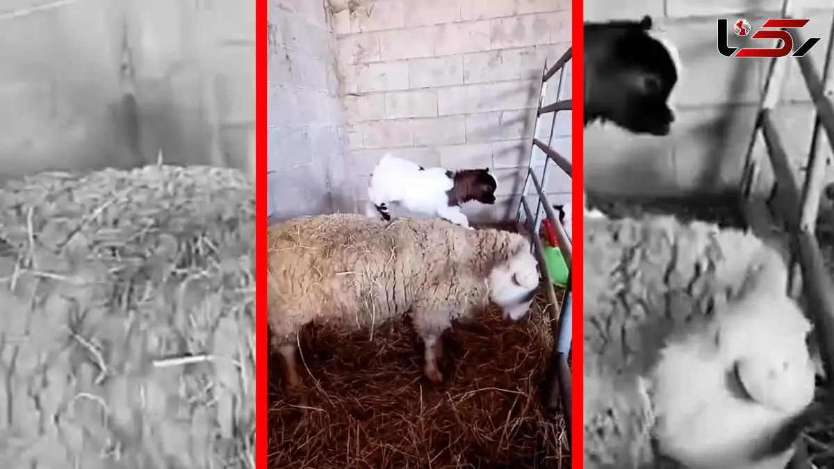 فیلم لحظات بامزه دویدن و پریدن بزغاله ها