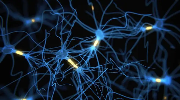 باهوش ها مغز بزرگتری دارند!