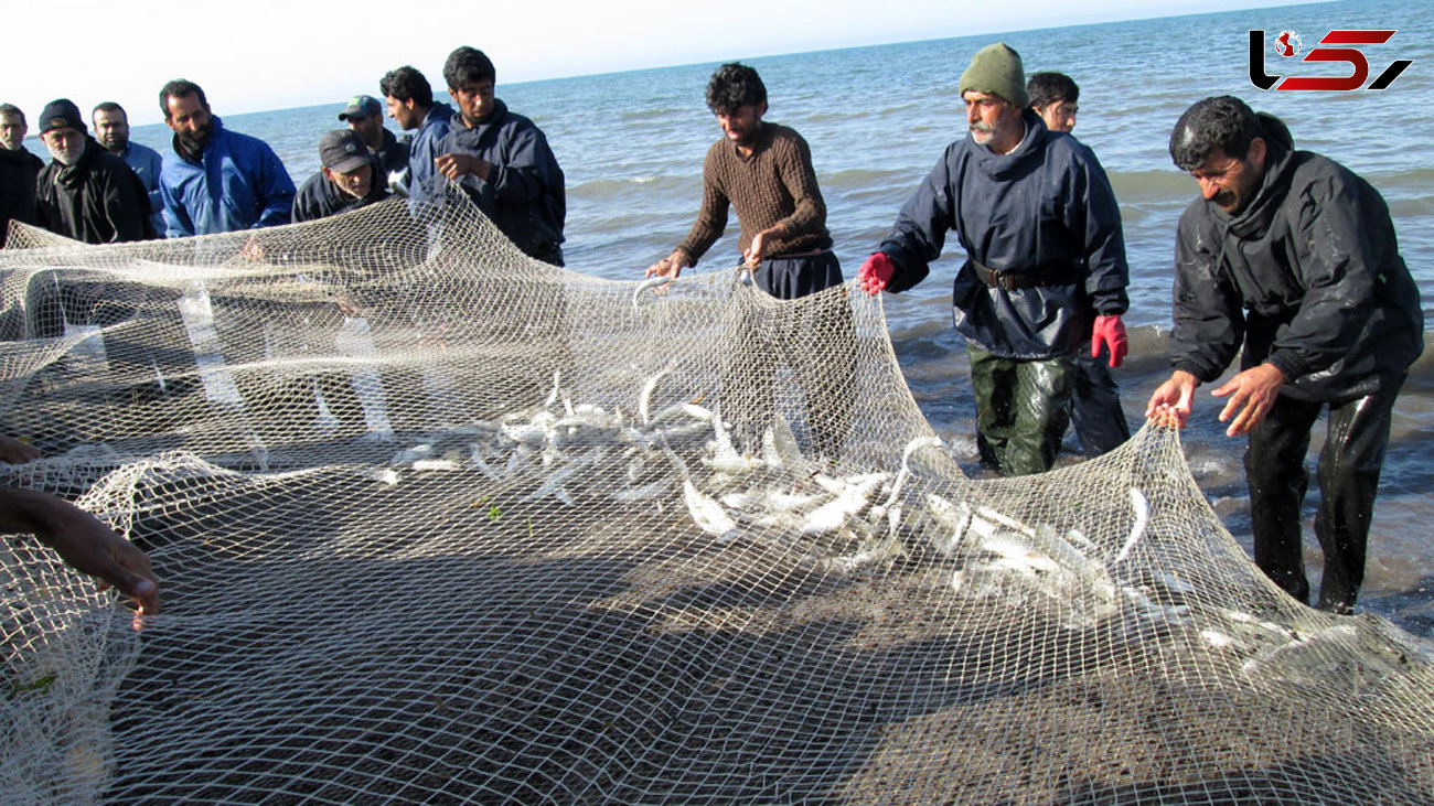 کاهش 31درصدی صید ماهی سفید امسال در دریای خزر