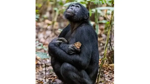 این عکس جهانی شد / باورنکردنی شامپانزه حیوان خانگی دارد ؟!