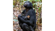 این عکس جهانی شد / باورنکردنی شامپانزه حیوان خانگی دارد ؟!