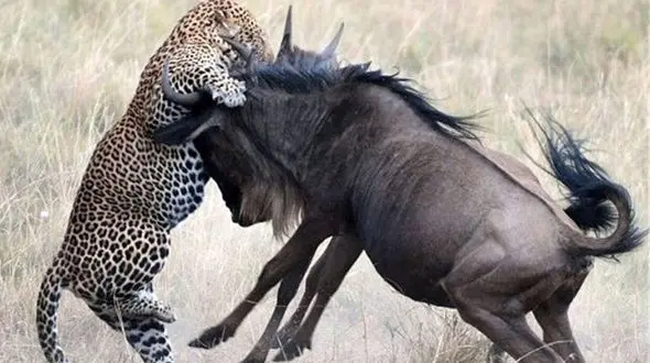 حمله ناگهانی پلنگ به یک گوزن + فیلم