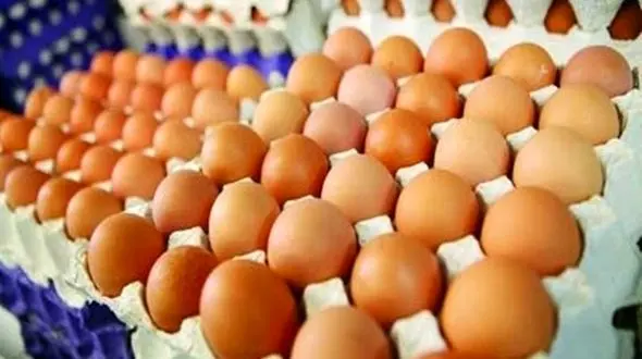 تخم مرغ به دلیل کاهش تقاضا ارزان شد/ صادرات تخم مرغ صفر شد