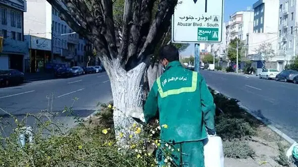 مدیریت بحران شهر تهران پیگیر موضوع رفع خطر از درختان پایتخت

