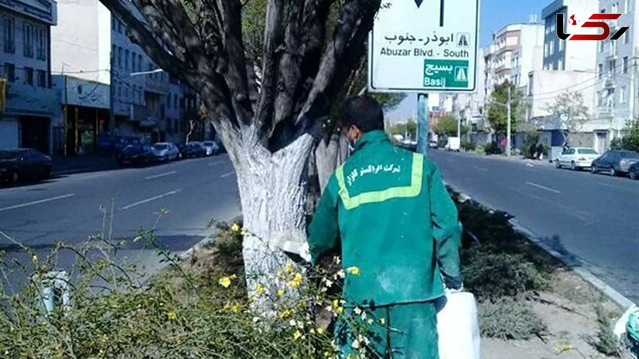 شهرداری تهران: شهروندان از لمس درختان با تنه‌ سفید خودداری کنند / علت چیست؟