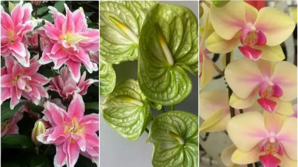 معروف‌ ترین گل‌ های جهان با اسم و تصویر؛ جادوی طبیعی را کشف کنید