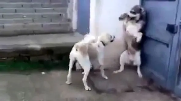غیرت مادرانه یک سگ در برابر شوهر عصبانی+فیلم