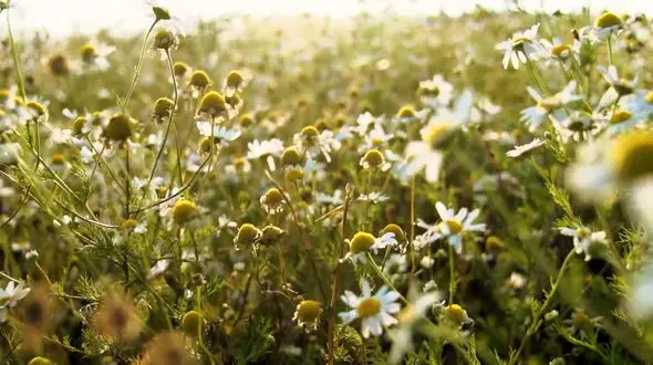 ببینید / نماهنگ بی کلام آرامش بخش / از زمستان تا بهار + فیلم
