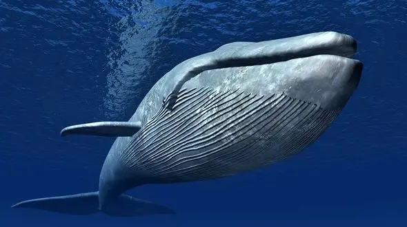 غافلگیری مسافران کشتی توسط نهنگ غول‌پیکر + فیلم