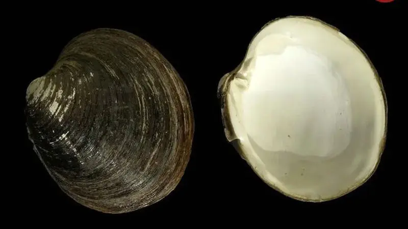 صدف ایسلندی