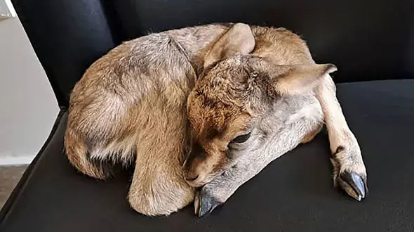 شکارچی سنگ دل بچه آهو را بی‌مادر کرد