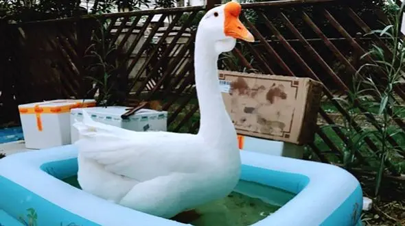 
پذیرش یک غاز در دانشگاه شانگهای چین
