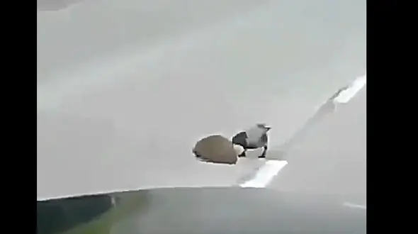 ببینید / اقدام باورنکردنی یک کلاغ برای کمک به جوجه تیغی جهت عبور از اتوبان! + فیلم