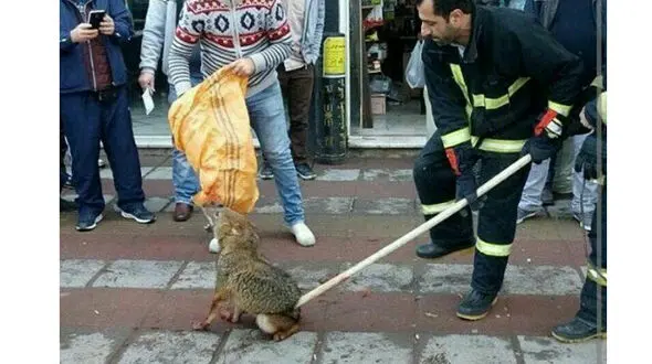 ماموران شهرداری تهران شغال سرما زده را آنقدر زدند تا دستش شکست و ... / عکس تلخ و خنده های تلخ تر شاهدان!