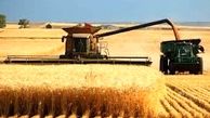 خوزستان رکورددار بیشترین میزان گندم 