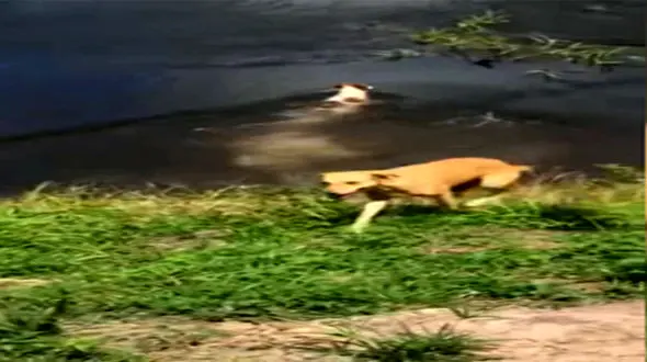 فیلم لحظه شکار وحشتناک یک سگ توسط کروکودیل